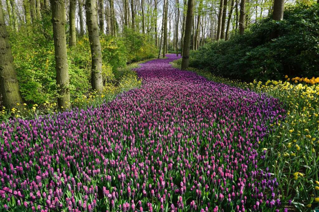 Garden path of purple flowers in natural light